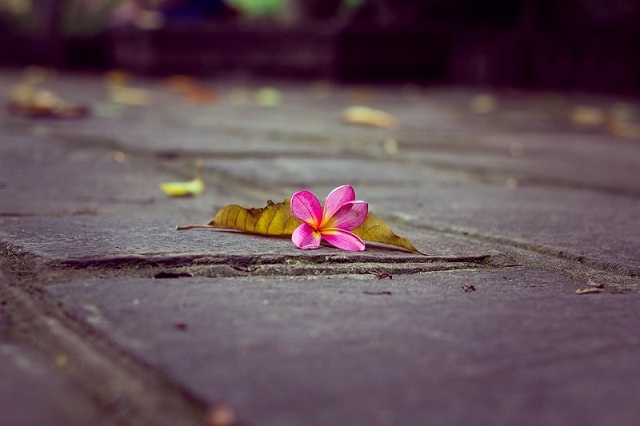Hành trình của Nhỏ