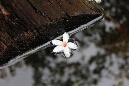 Tác phong của người Phật tử (Song ngữ Vietnamese-English)