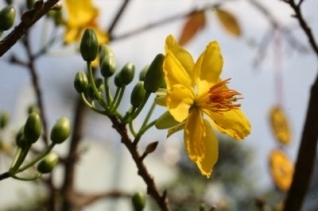 Lời ước nguyện đầu xuân