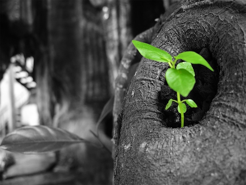Tuệ Giác, Vô Thường và Vô Ngã