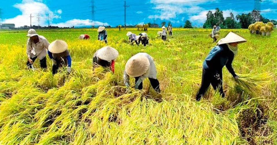 Chánh niệm và cánh đồng tuổi thơ 
