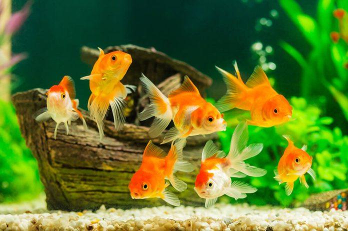 Bạn thích kiểu tự do nào hơn?