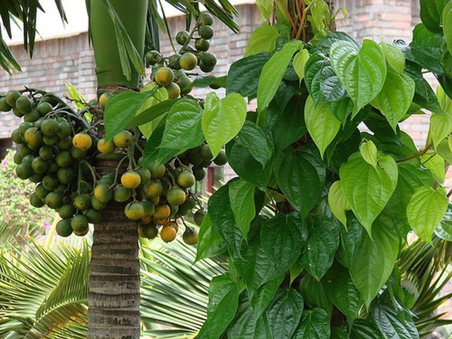 Một số bài thuốc chữa bệnh bằng cây Cau
