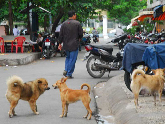 Những tình huống chó rất dễ tấn công người