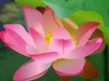 Thiền trong cuộc sống